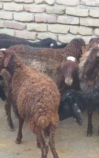 کاور ماده بره