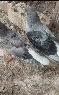 پرنده کفتر سور دم سفید