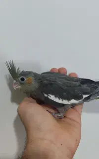 جوجه عروس سرلاکی