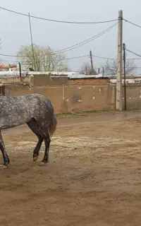 اسب مادیان ۶ساله