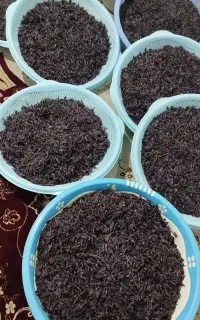 گل گاوزبان درجه یک