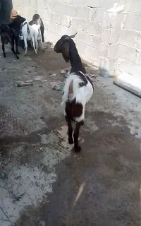 سلام دو عدد بز یکی نر یکی ماده است