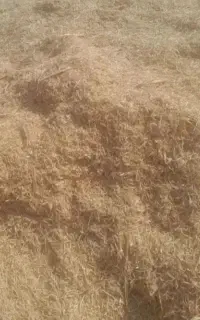 فروش کاه گندم