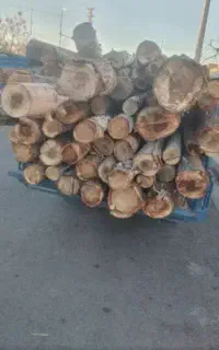 چوب گردوبیدمیوه صنوبر،،