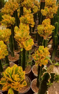 کاکتوس افوربیا پایسونی پیوندی