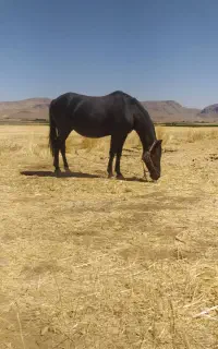 اسب ، مادیون