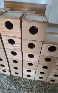 لونه کوتوله