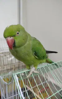 طوطی ملنگو