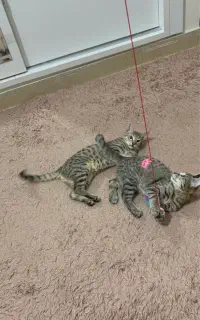 واگزاری دو گربه ۴ ماهه DSH نر و ماده