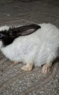 خرگوش