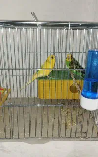 یک جفت مرغ عشق