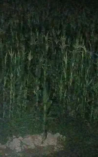 ذرت علوفه