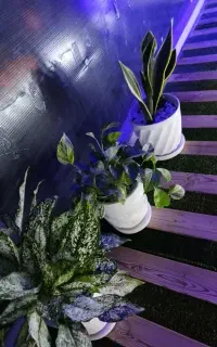 باسلام چراغ ال ای دی چمن مصنوعی وچوب راش