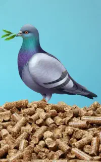 کود کبوتر