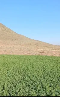 ۲تن یونجه خالص