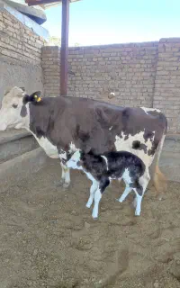 گاوشیری
