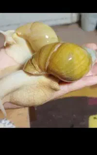 حلزون آلبینو