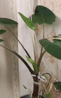 گل بابا آدم