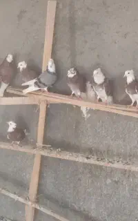 کبوتر شازده