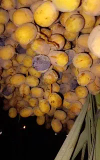رطب