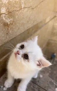 برتیش ماده کامل سفید۳ماهه ۸تومن