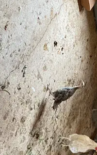 جوجه بوقلمون ۲ ماهه کرچ شو