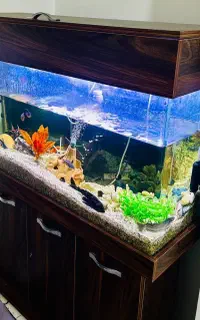 اکواریوم با ماهی  فول  و لوستر. مبل. بخاری برقی. و