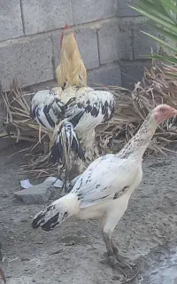 خروس دورگ