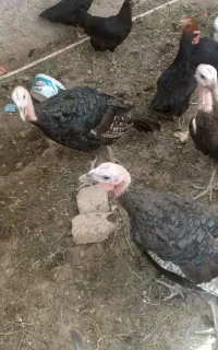 2عدد بوقلمون نر