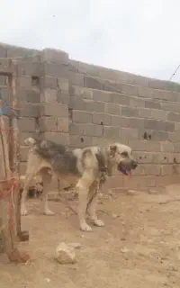 سگ‌گله‌ایی‌