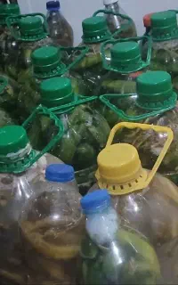 خیارشور محلی