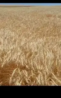 گندم دیمی بذری
