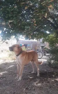 سگ سرابی