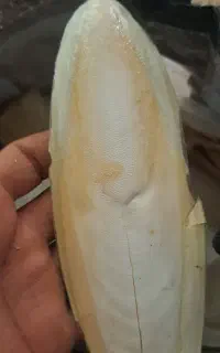 کف مناسب پرنده