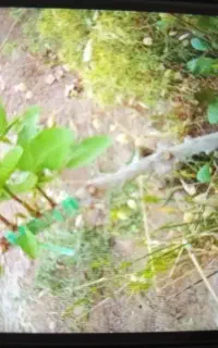 پیوندزنی درخت پسته