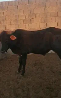 گوساله نر دورگ