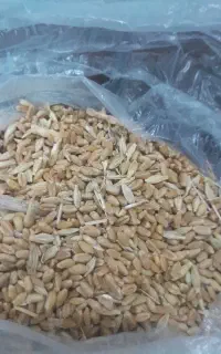 گندم