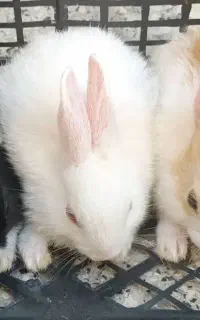 بچه خرگوش
