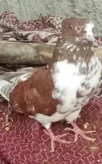 کفتر گمشده مژگانی داره نر هست
