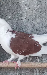 فروش کبوتر غریب