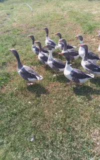 غاز