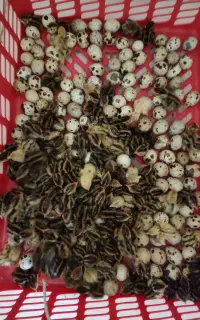 جوجه بلدرچین (ژاپنی)