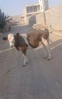 گوساله سیمینتال ‌اصل‌ماده