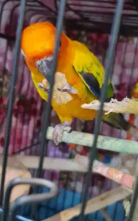 طوطی خورشیدی