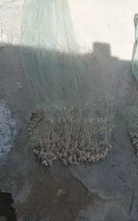 تور چتری