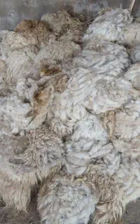 چوپان گوسفند