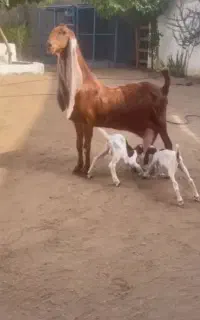 بز حجازی اصل