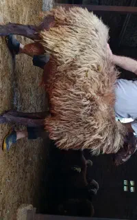 فروش قوچ ژندار