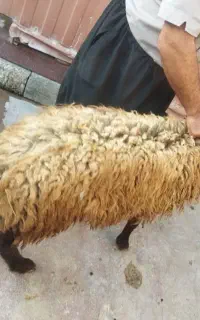 گوسفند گمشده