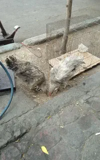 مرغ و خروس بالغ